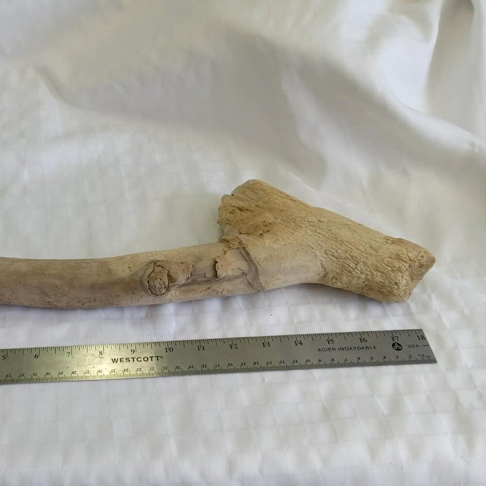 No2 Hand-collected piece of driftwood cleaned for aquarium/terrarium or craft